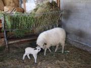 Grange rénovée avec jardin clos, animaux acceptés, proche des Monts du Lyonnais - FR-1-496-119