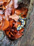 Top Oldřichov v Hájích