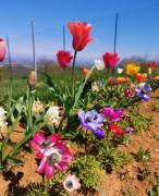 Top Villanova Mondovì