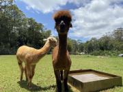 Top Mount Tamborine