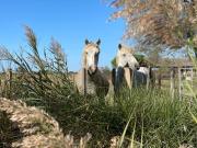 Top Saintes-Maries-de-la-Mer