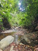 Top Coto Brus Top Coto Brus