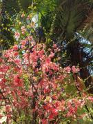 уиут Ниниа сад