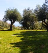Top Santa Venerina