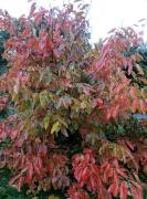 Top Plougastel-Daoulas