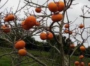 Top Plougastel-Daoulas