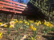 Top Idyllwild