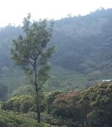 Top Kotagiri