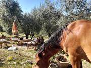 Top Monteleone Sabino