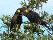 Top Narooma