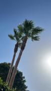 Top Torre-Pacheco