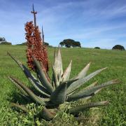 Vlei Cafe Cottage - Vogelgezang Farm