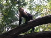 Top Platanillo Top Platanillo