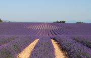 Top Valensole