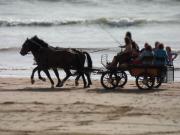 Appartement confortable 6 pers, face mer, animaux acceptés - FR-1-323-340