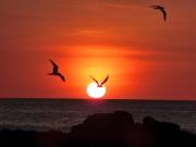 Top Playa Junquillal