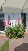 Top Ostseebad Koserow