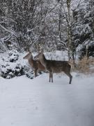 Top Spalona Top Spalona