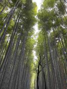 House of Dragon Arashiyama Central 天龙の宿 岚山正中心纯和风民宅可停车可接待5人入住 天龙寺步1分竹林渡月桥步3分 嵯峨岚山駅步4分 新干线至京都站11分