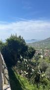 Top Maranola