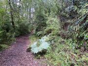 Top Pucón Top Pucón