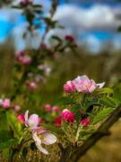 1 Zimmer Apartment an der Apfelallee