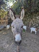 Maison organique à la mauvaise herbe