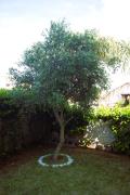 Top Pulsano