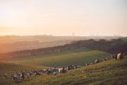 Stewards Cottage, Press Mains Farm Cottages - Dog friendly