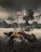 Big Cats Namibia Farmstay & Tours