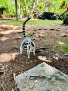 Villa Nofy studio Bananier