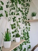 Top Sfântu-Gheorghe