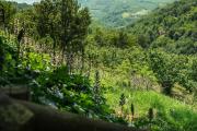 Top Benevello