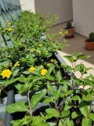 Top Parabita Top Parabita