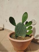 Top Parabita Top Parabita