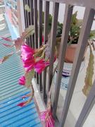 Nhà Nghỉ Tấn Phúc