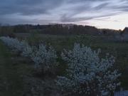 Top Olszyna Top Olszyna