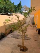 Top Mérida Top Mérida