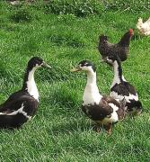 Top Trybsz Top Trybsz