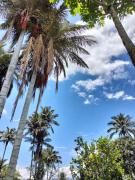 Top Suaita Top Suaita