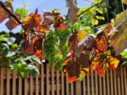 Top Hemfurth-Edersee