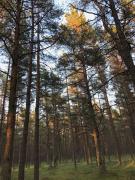 Green House appartment Palanga Green House appartment Palanga