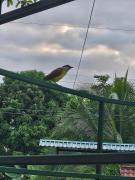 Top Fortuna Top Fortuna