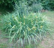 Top Gradac Top Gradac