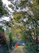 Morisset Cottage Blackheath