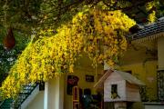 Top Mararikulam