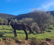 Profumo di Calicanto