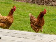 Top Launceston Top Launceston