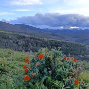 Top Espinoso de Compludo