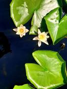 Top Sfântu Gheorghe